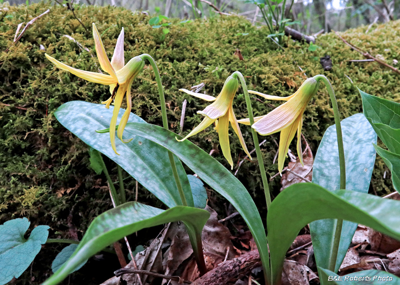 Trout_Lilies