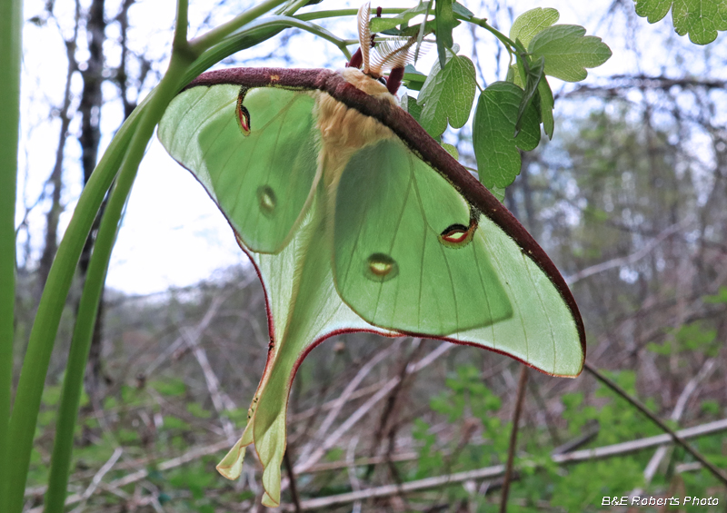 Luna_moth