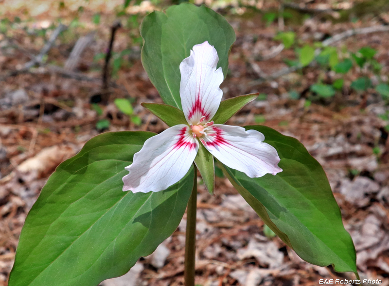 Painted_Trillium