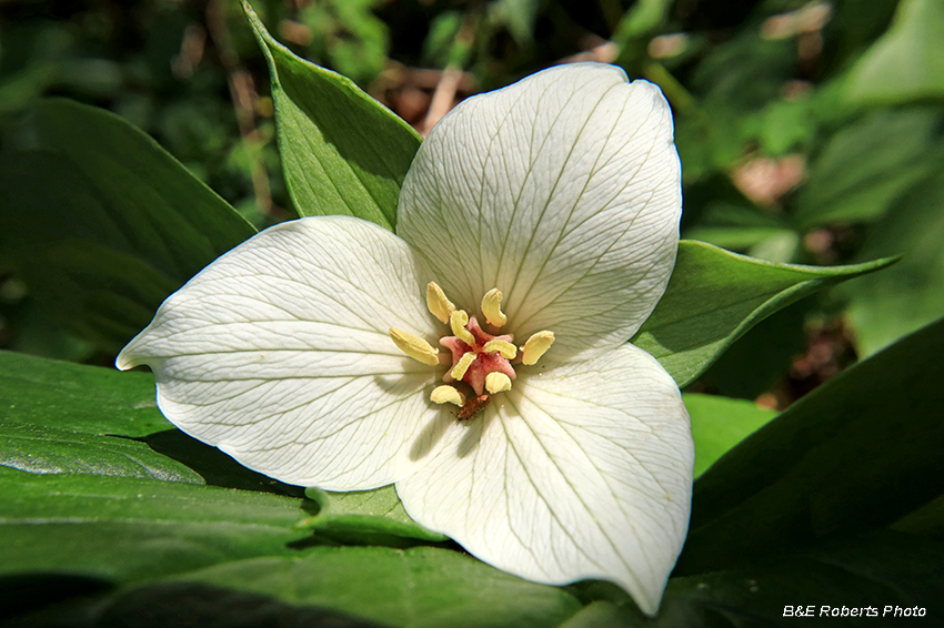 Trillium_amicalola