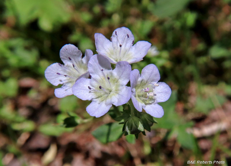 Phacelia