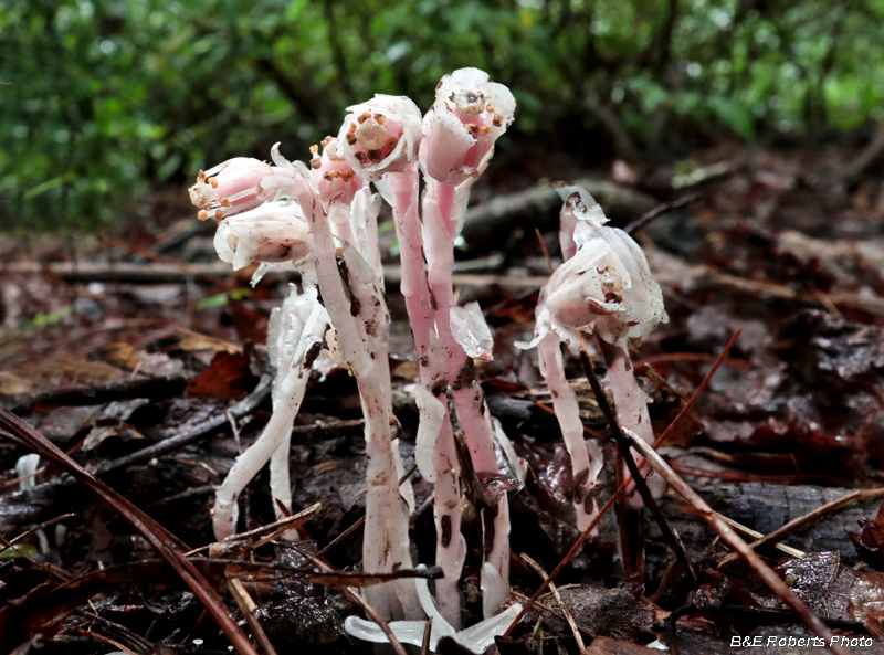 Monotropa_uniflora