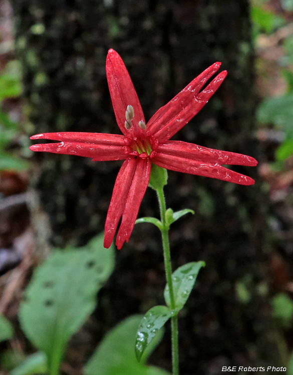 Silene_virginica