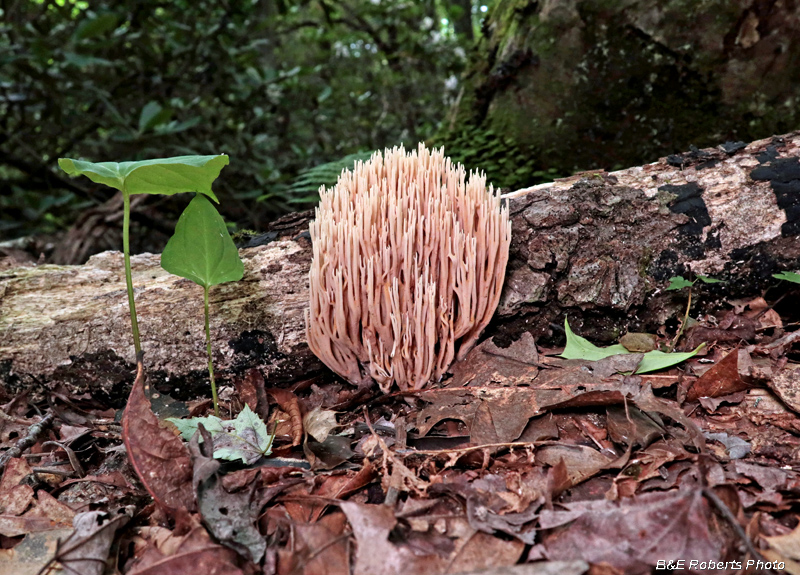 Coral_fungi