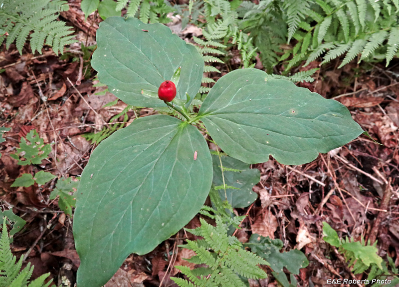 Trillium_seedpod