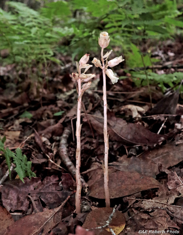 Monotropa_hypopitys