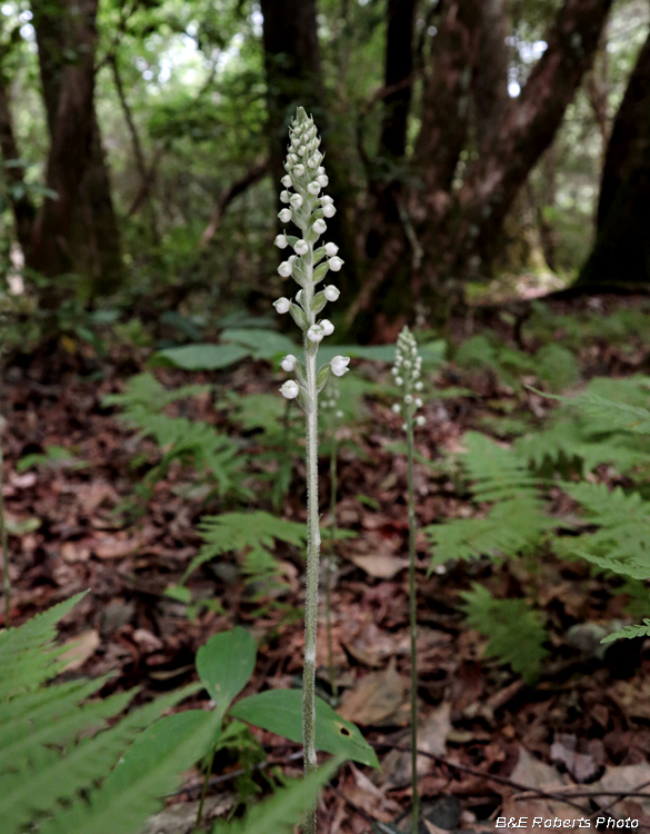 Goodyera