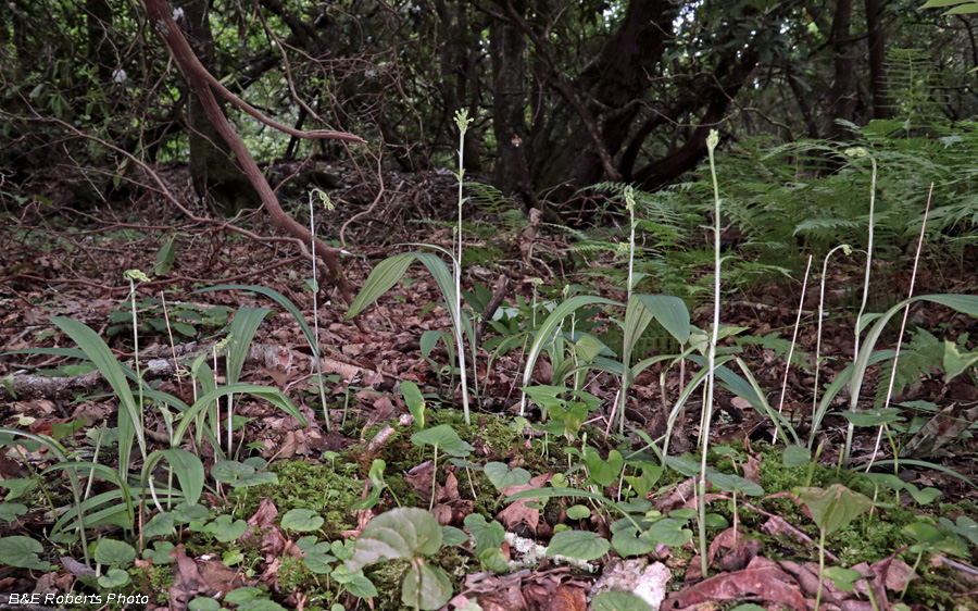 Orchids_habitat