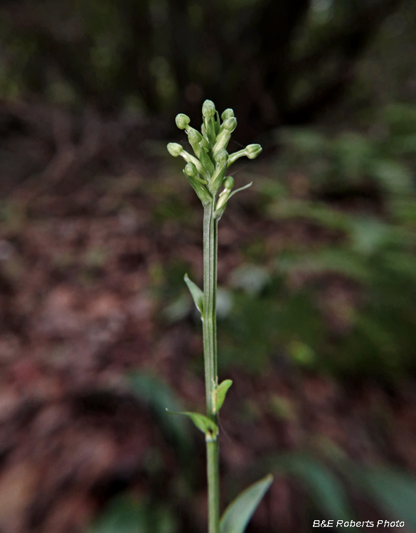 Orchid_buds