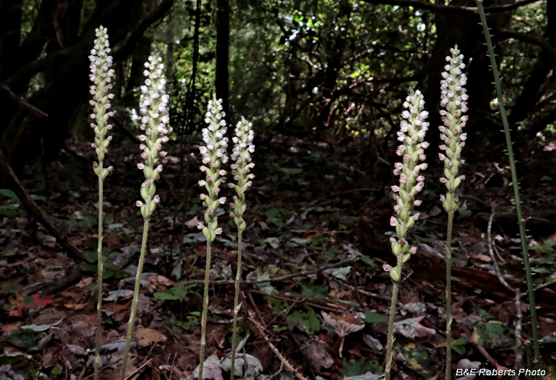 Goodyera_pubescens