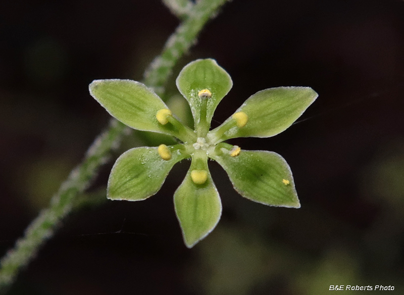 Veratrum_parviflorum