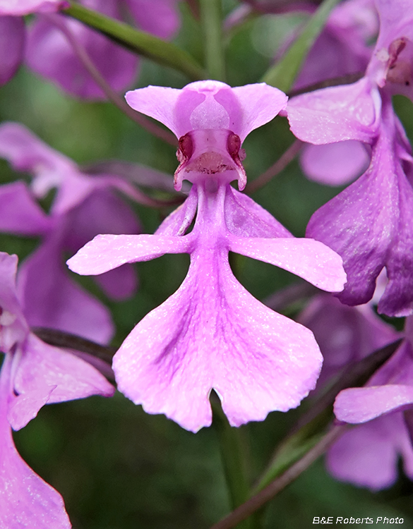 Platanthera_peramoena