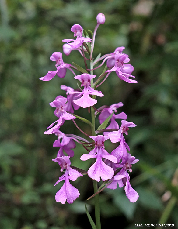 Platanthera_peramoena