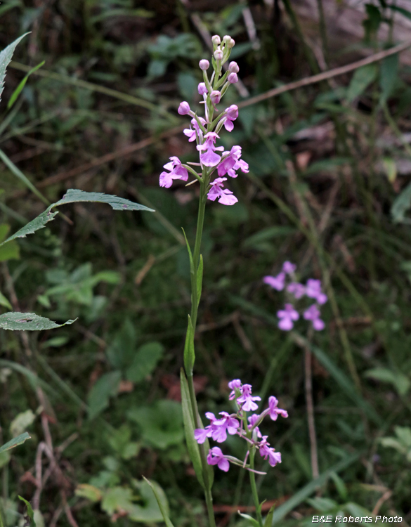 Platanthera_peramoena