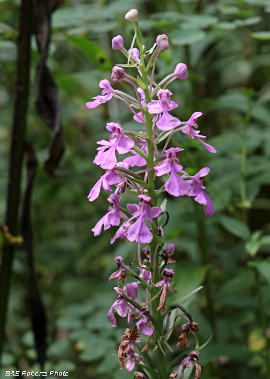 Platanthera_peramoena