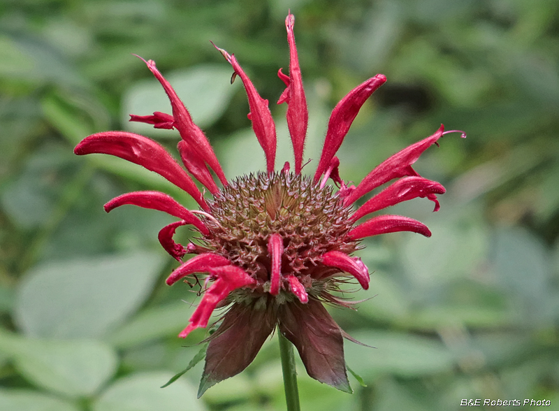 Monarda_didyma