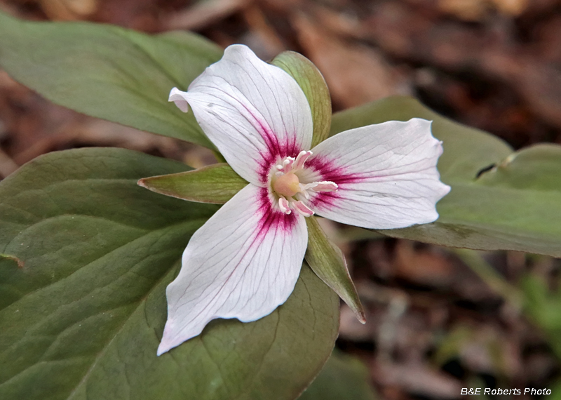 Painted_Trillium