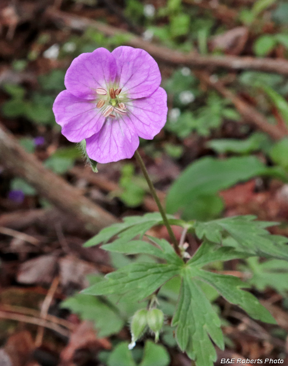 Geranium_maculata