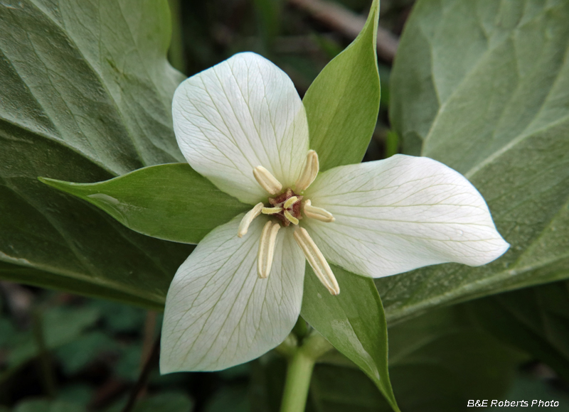 Trillium_amicalola