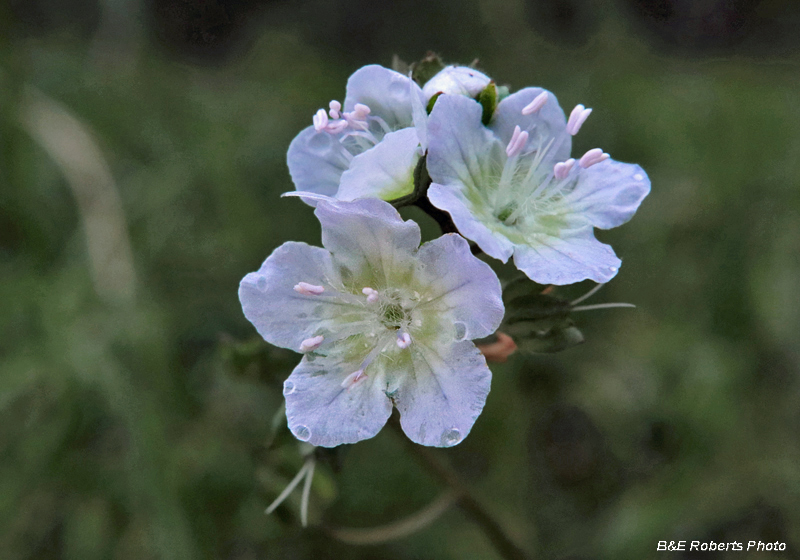 Phacelia_dubia