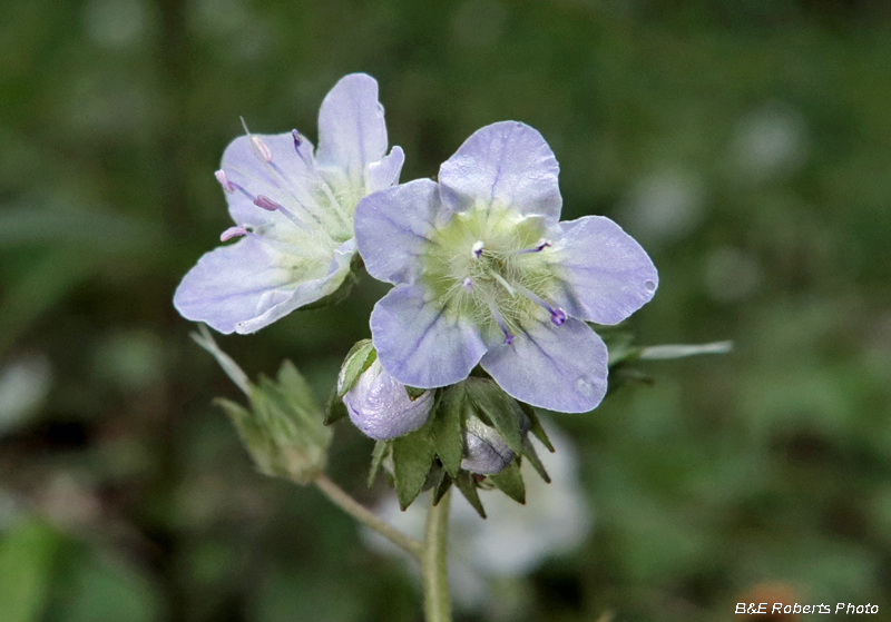 Phacelia_dubia