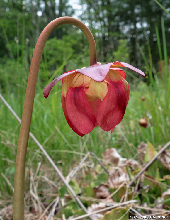 Sarracenia_purpurea