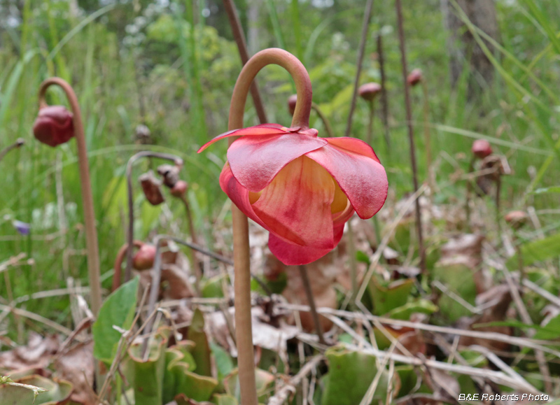 Sarracenia_purpurea