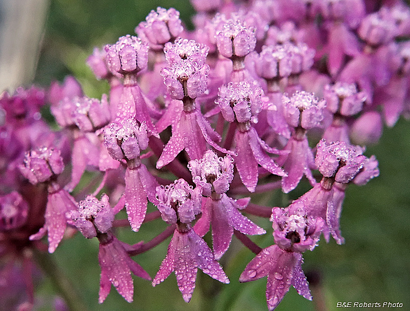 Asclepias_incarnata