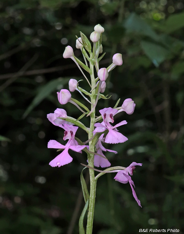 Platanthera_peramoena