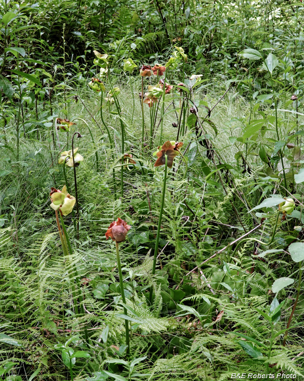 Bog-Pitchers