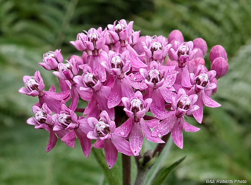 Asclepias_incarnata