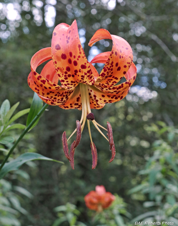 Turks_Cap_Lily