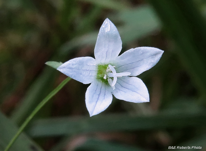 Campanula_aparinoides