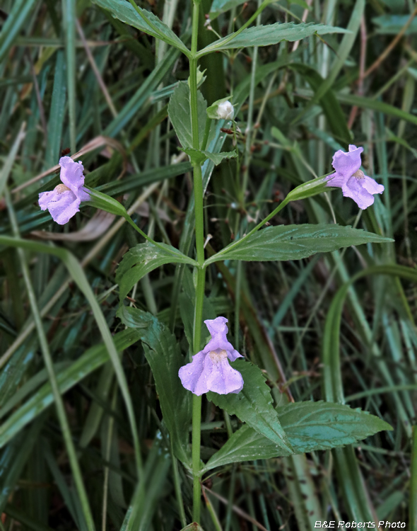 Monkey_flower