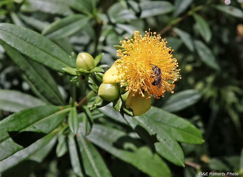 St_Johns_Wort