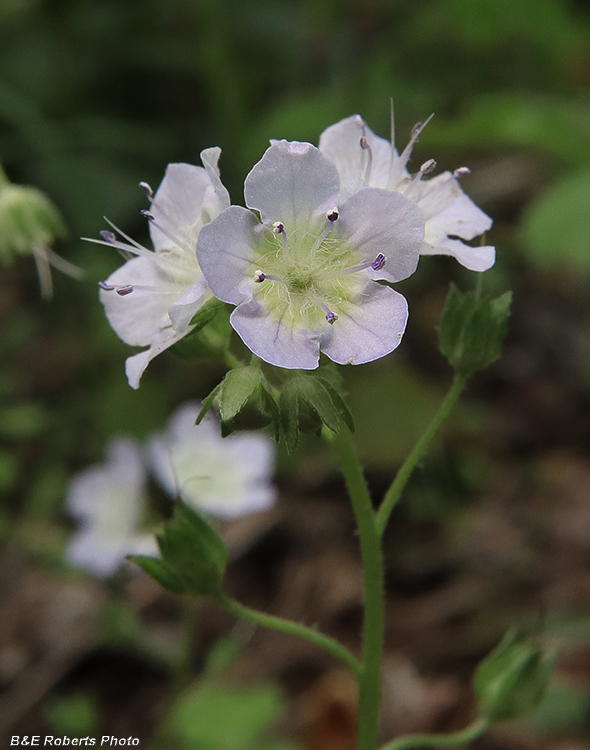 Phacelia_dubia