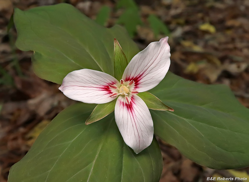 Painted_Trillium