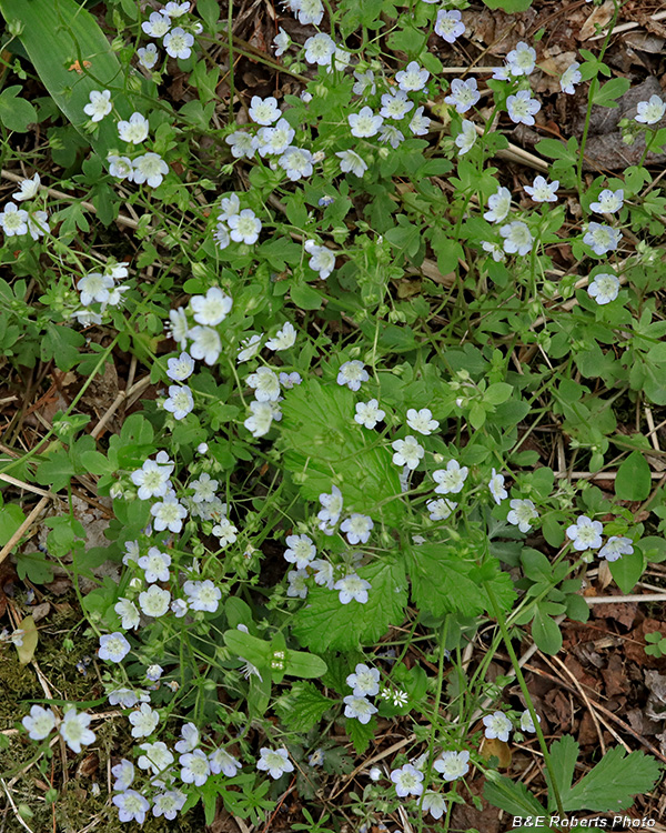 Phacelia_dubia