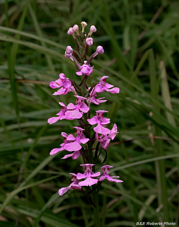 Platanthera_peramoena
