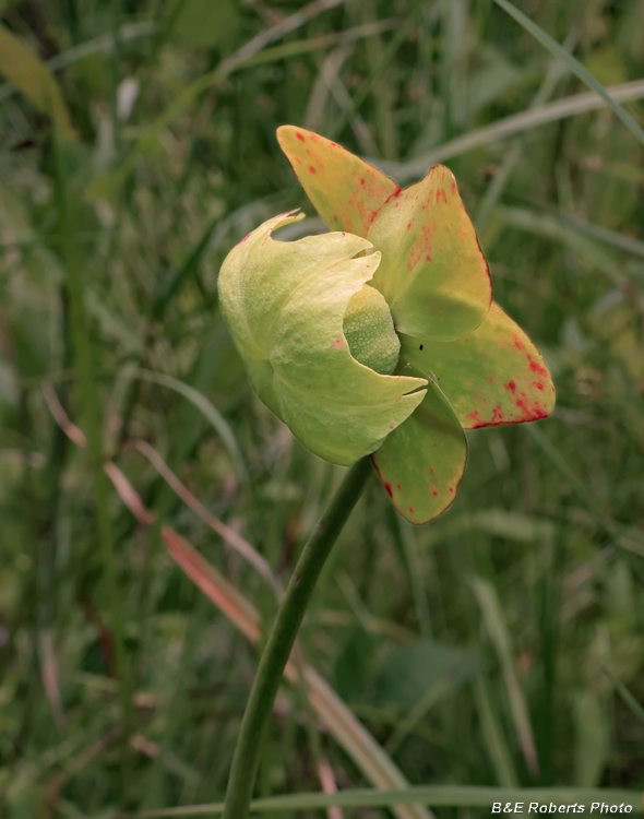 Sarracenia