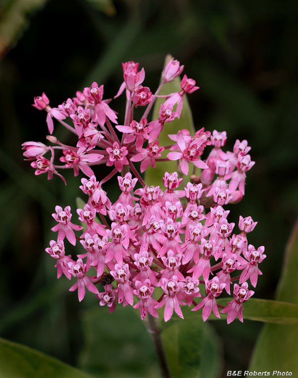Asclepias