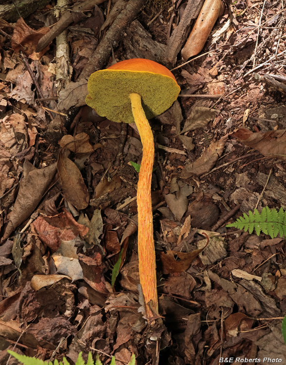 Aureoboletus