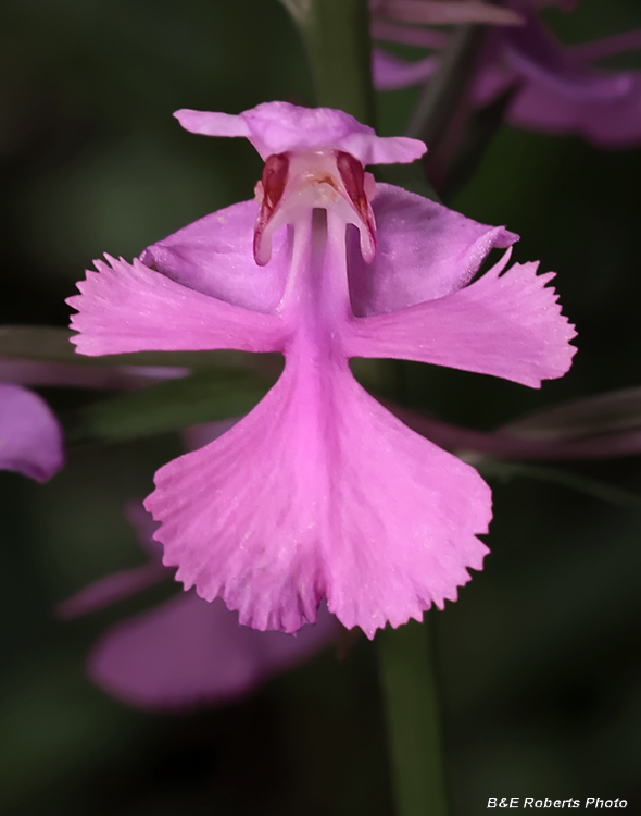 Platanthera_peramoena