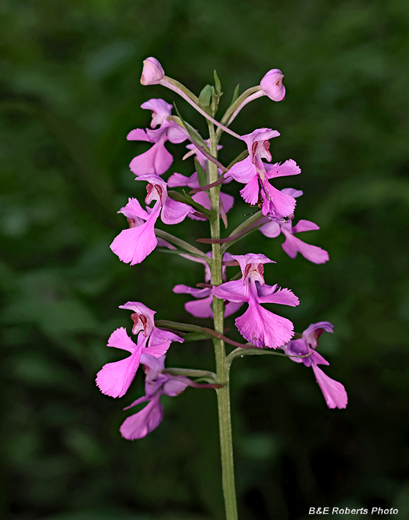 Platanthera_peramoena