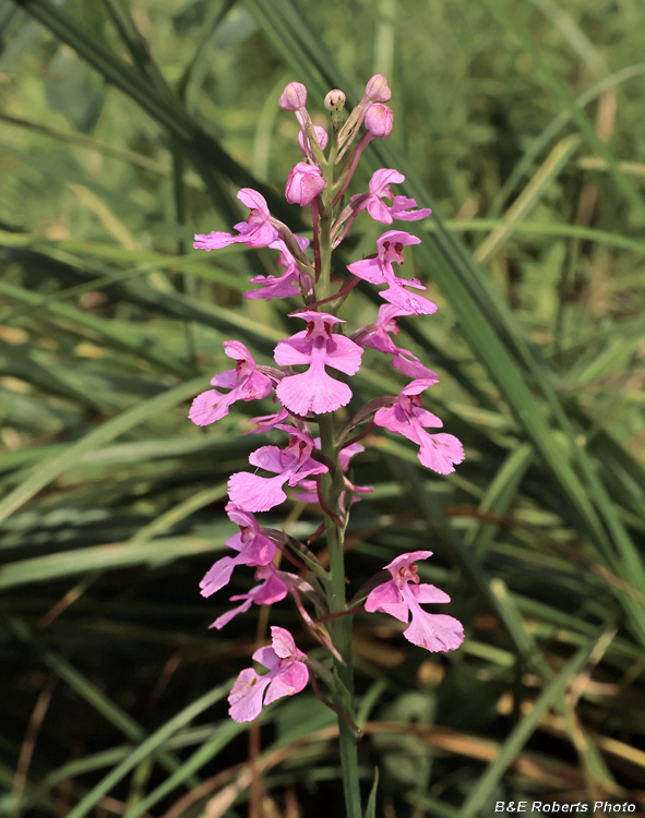 Platanthera_peramoena