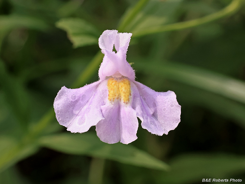 Mimulus_ringens