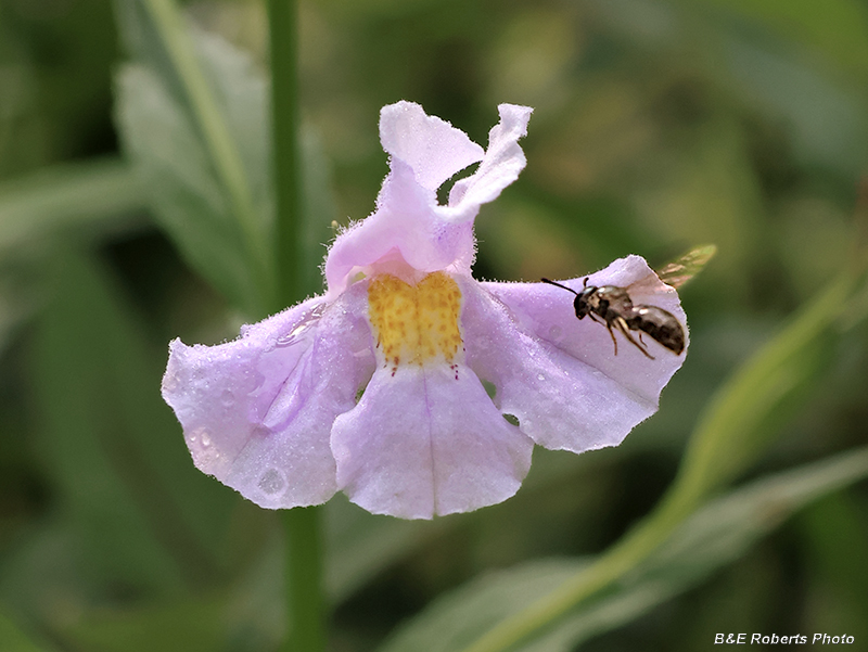 Mimulus_ringens