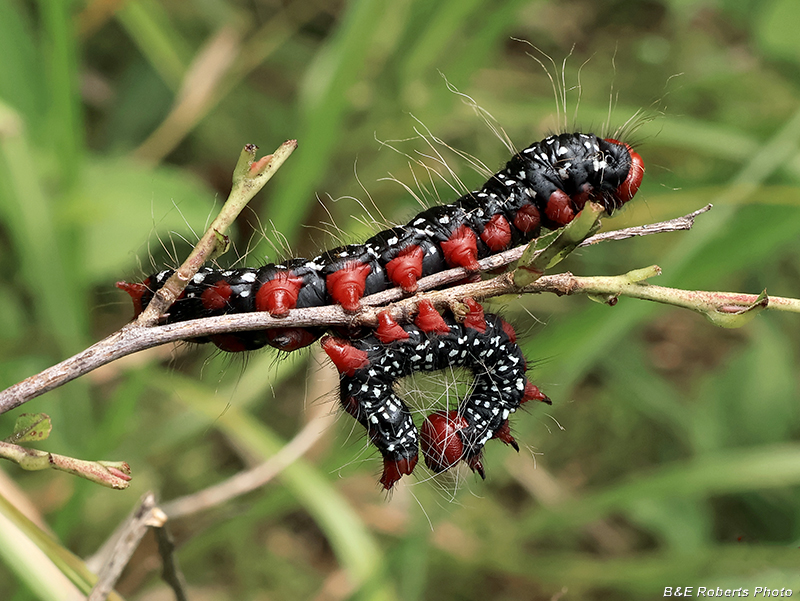 Azalea_Moth_Caterpillars