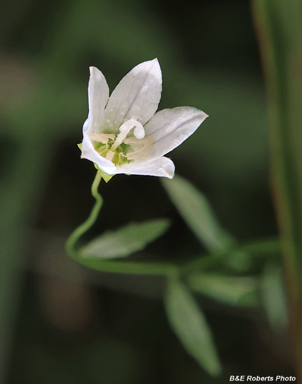 Marsh_Bellflower