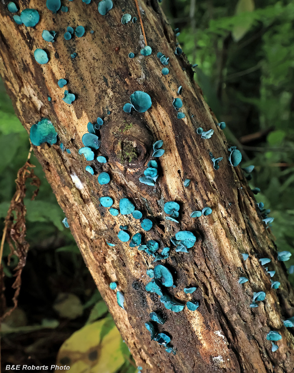 Chlorociboria-Elf_Cups